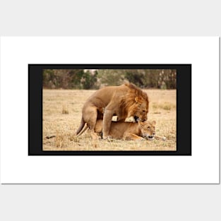 "Nibble, Nibble".  Lions Copulating, Maasai Mara, Kenya Posters and Art